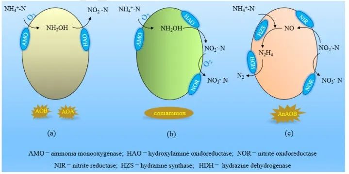 重新認(rèn)識(shí)氨氧化過(guò)程 生物脫氮最新研究進(jìn)展！
